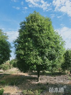 15公分红叶石楠