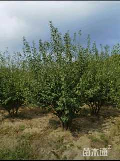 20公分(5杆)丛生红梅