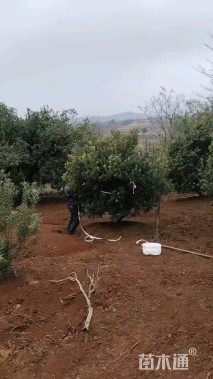 15公分丛生杨梅