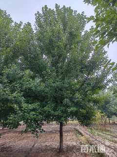 18公分美国红枫-红冠