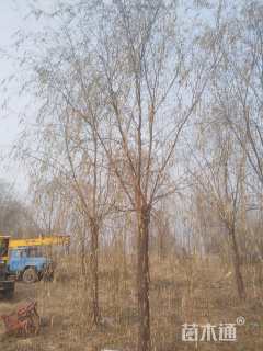 35公分嫁接垂柳