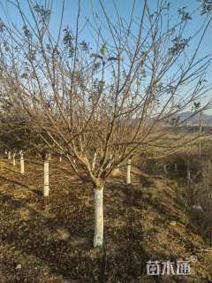 10公分染井吉野樱