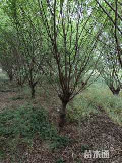 13公分青叶碧桃