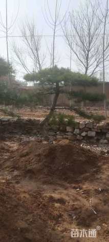 12公分造型黑松