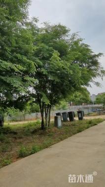 60公分(5杆)丛生榉树