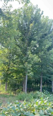 12公分美国红枫