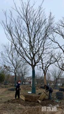 25公分朴树