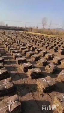 草块状马尼拉草