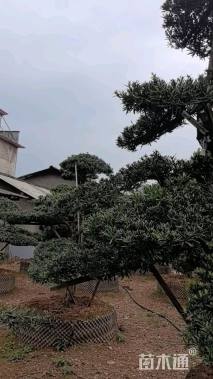 移栽苗造型罗汉松