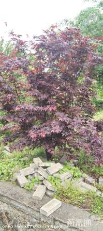 高度250厘米丛生红枫