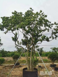 40公分多杆铁冬青