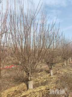 15公分八棱海棠