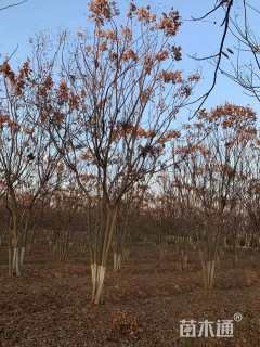 30公分丛生无患子