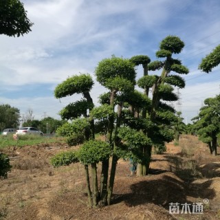 30公分造型女贞