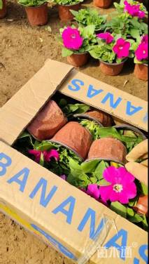 高度10厘米矮牵牛