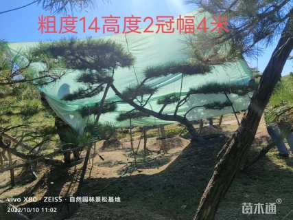 15公分造型油松