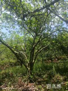 高度400厘米栀子花