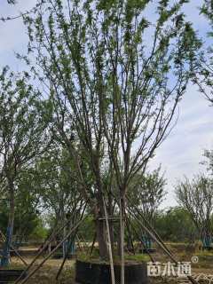 15公分(5杆)丛生榔榆