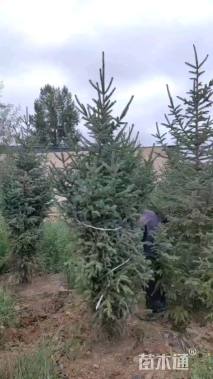 高度630厘米青海云杉