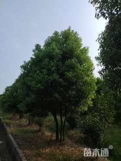 50公分丛生香樟