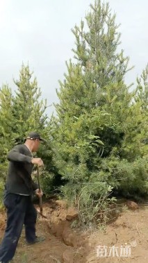 高度500厘米白皮松