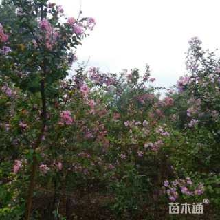 高度1200厘米美国紫薇