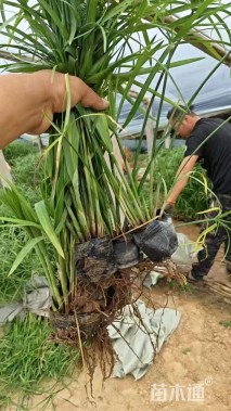 高度40厘米旱伞草