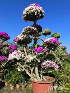 15公分造型三角梅