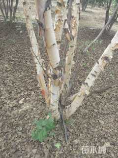 高度800厘米丛生白桦