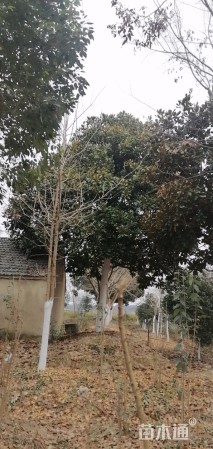 30公分耐寒广玉兰