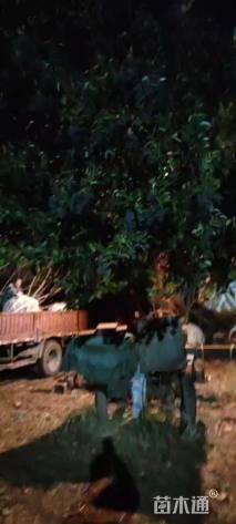 高度500厘米丛生大叶女贞