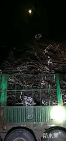 高度300厘米木槿