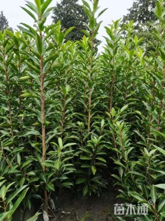 高度120厘米法国冬青