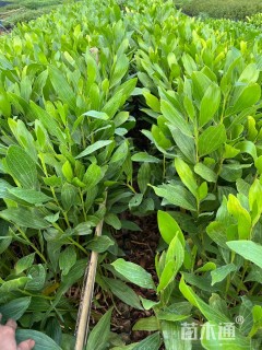 50公分马占相思