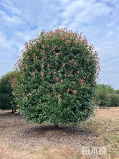 14公分红叶石楠