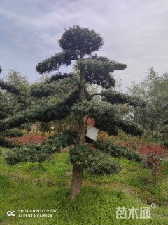 15公分造型罗汉松