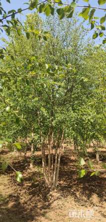 高度300厘米丛生白桦