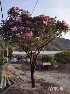 高度220厘米牡丹