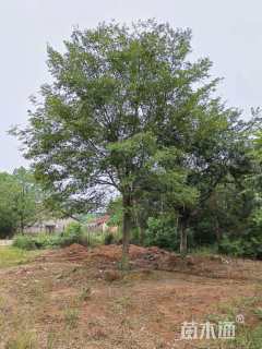 15公分朴树