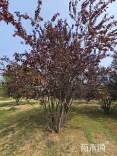 高度600厘米丛生紫叶李