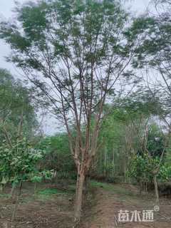 25公分凤凰木