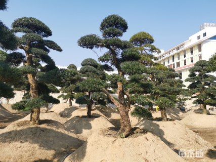 20公分造型日本罗汉松