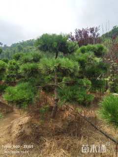 13公分造型黑松