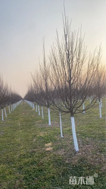 10公分欧洲小叶椴