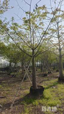 20公分美丽异木棉