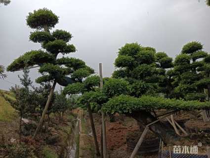 60公分造型榔榆