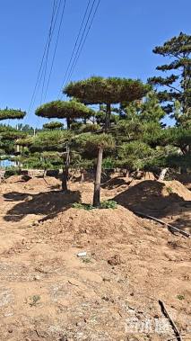 高度250厘米黑松