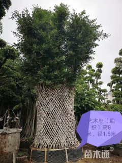 80公分造型小叶榕