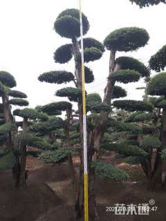 40公分造型小叶女贞