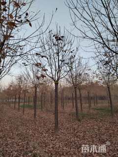 16公分秋紫白蜡